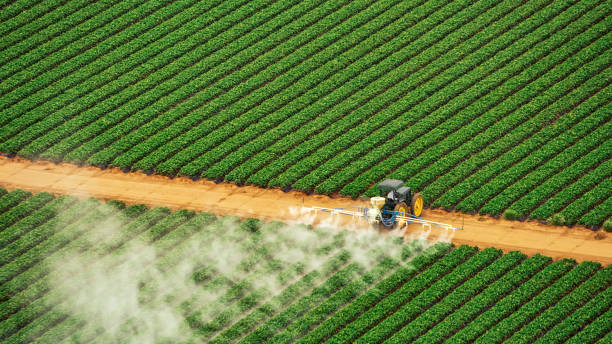 Best Mosquito Control Services  in Tubac, AZ